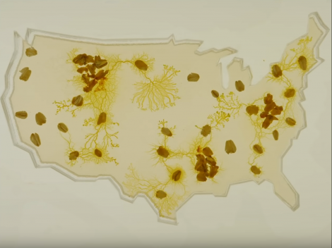 Slime Mold networks